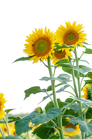 sunflowers-2041