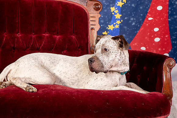 Foster Sylvester-0957