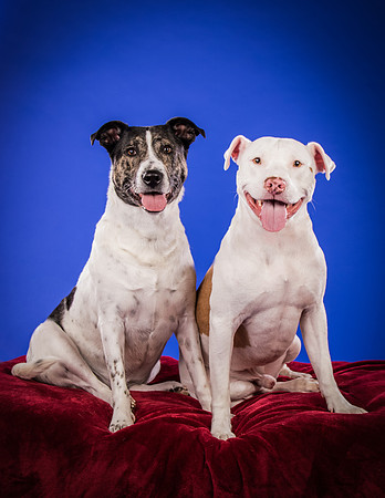 Bruns-Melo and Gracie-3077