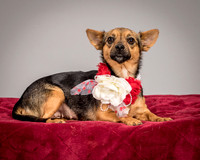 Foster Mavis-4051