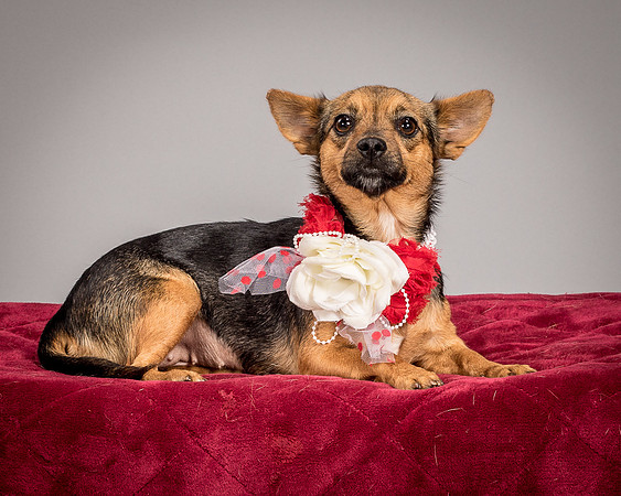 Foster Mavis-4051