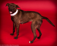 GCSPCA Fosters  Feb 2, 2013