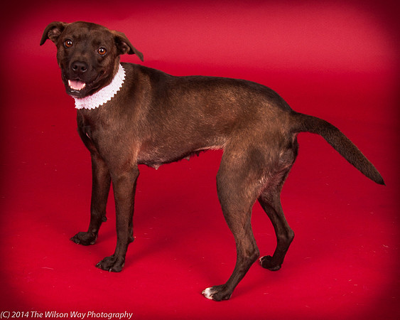 Addison-6294
