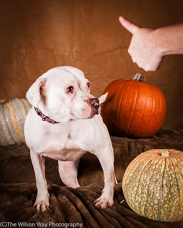 Foster Canvas-6110