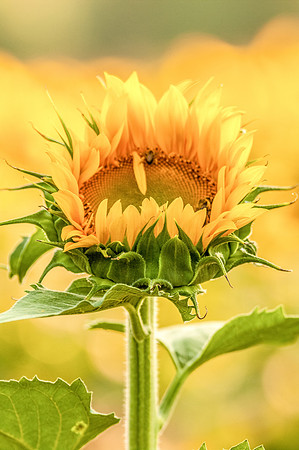 sunflowers-2143-2