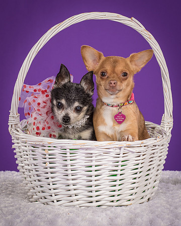 Rhumba and Hula-5509