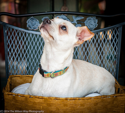 Foster Dyrdek-9331