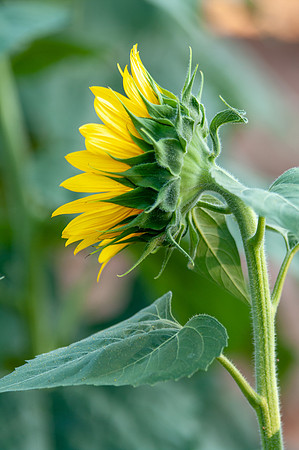 sunflowers-1919
