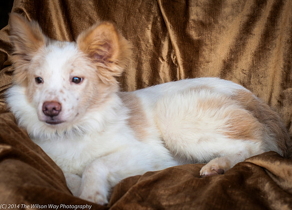 Foster Amber-8807
