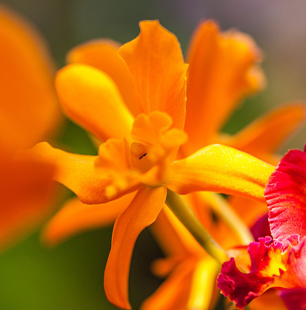 flowers-9188