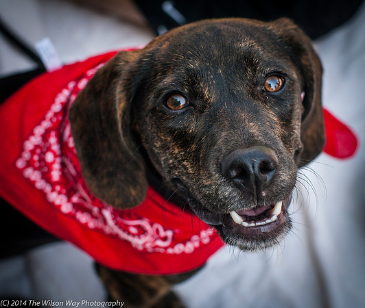 Foster Boscoe-9534