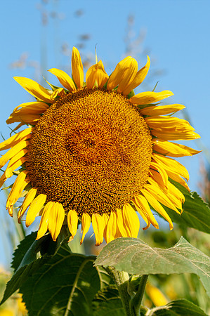 sunflowers-1858