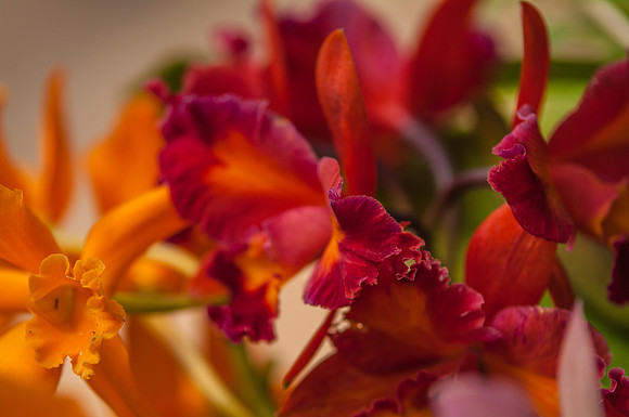 flowers-9199