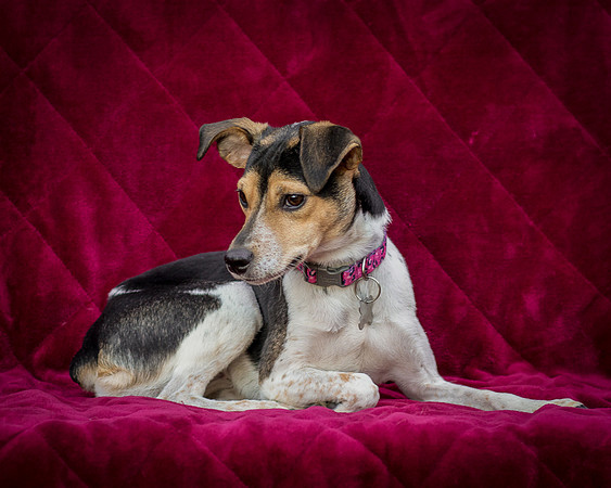 Foster Buffy-5575