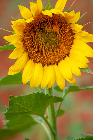 sunflowers-8739