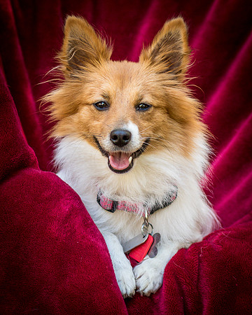 Foster Brandi-3306