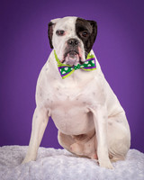 Angus-4087