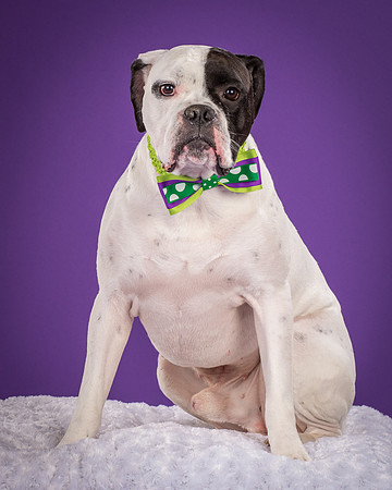 Angus-4087