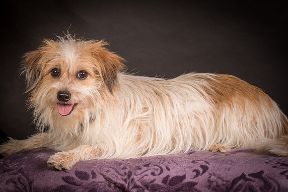 Foster Tiny-1437