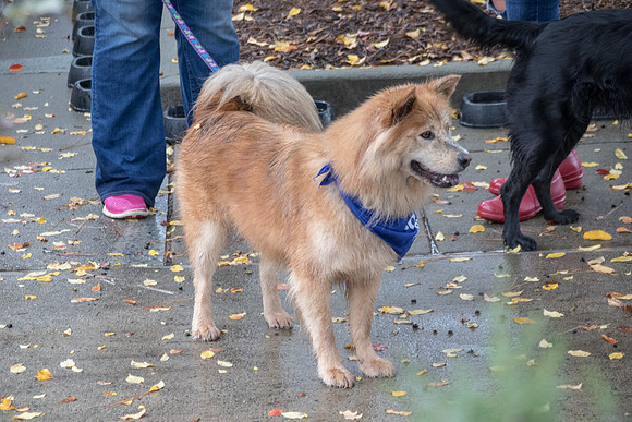 PuppyUp-1104