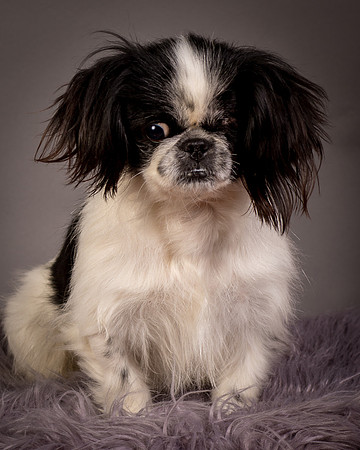 Foster Gypsy Rose-7859