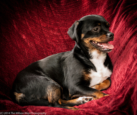 Foster Opal-2602