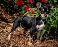 Foster Dandelion