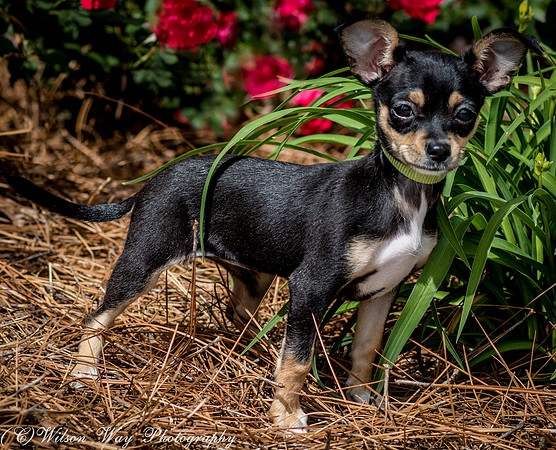 Foster Dandelion-8894