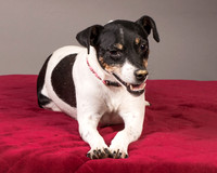 Foster Pollyanna-3818