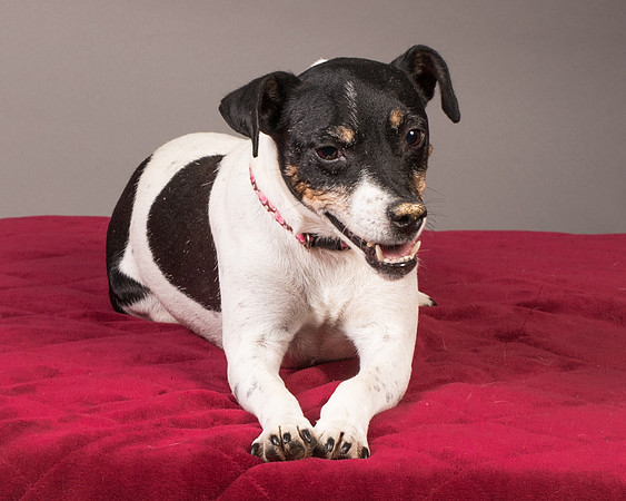 Foster Pollyanna-3818