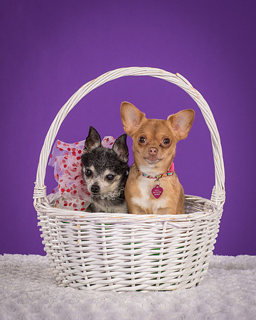 Rhumba and Hula-5517