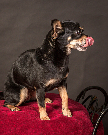 Foster Pansy-9510