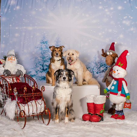 Gill-4198