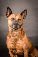 Foster Beans-2209