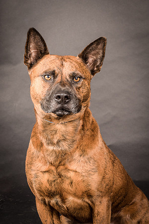 Foster Beans-2209