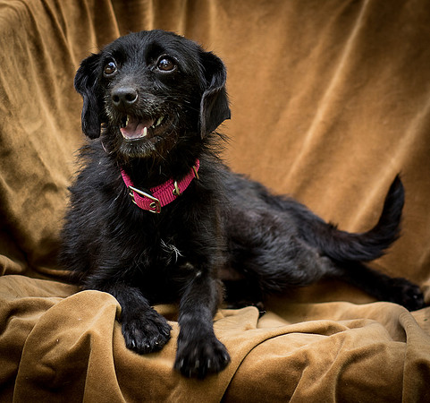 Foster Noche-0768