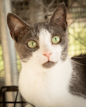 Darlington  Cats-9512