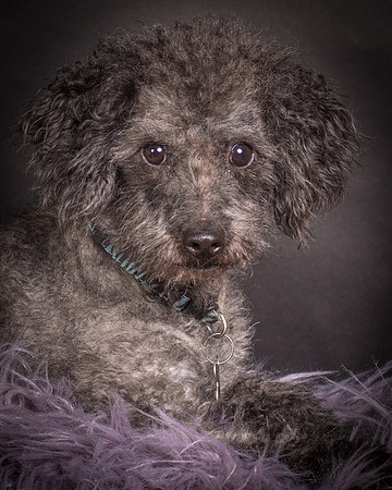 Foster Mokey-1393