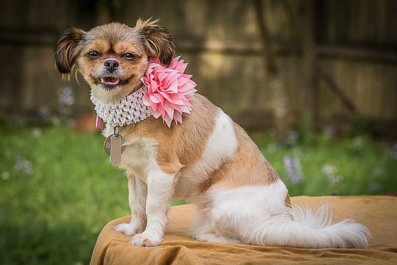 Foster Missy-0585