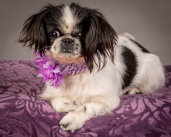 Foster Gypsy Rose-7989