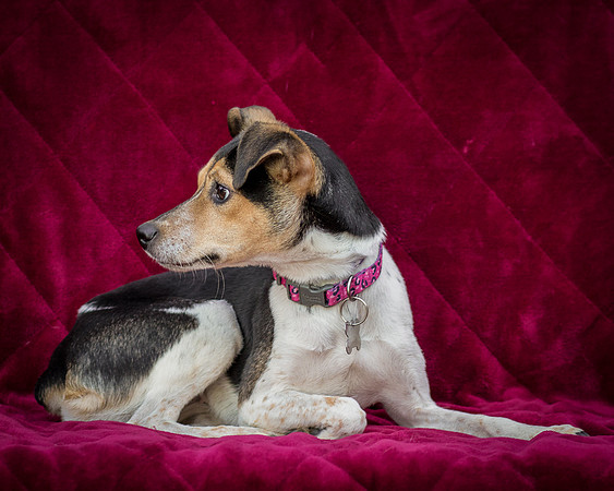 Foster Buffy-5576