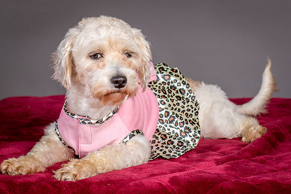 Foster Everly-2105
