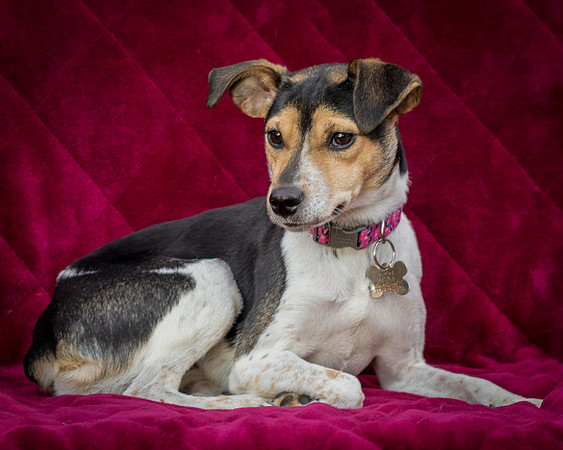 Foster Buffy-5564