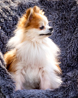 Foster Stella-7848