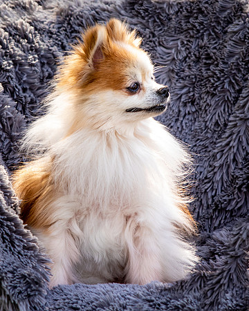 Foster Stella-7848