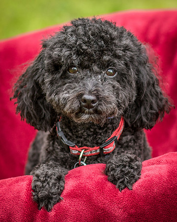 Foster Mindy-7503