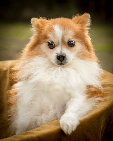 Foster Kermit-8966