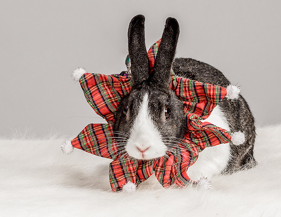Foster Rabbit Penelope-4695