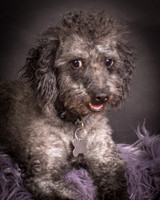 Foster Mokey-1338