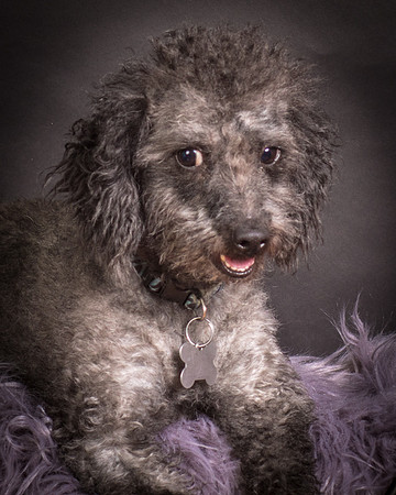Foster Mokey-1338